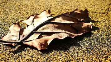 Fallen dry leaves on ground close up video