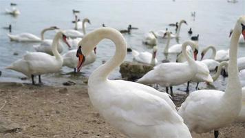 Beautiful white swans and ducks on the lake video