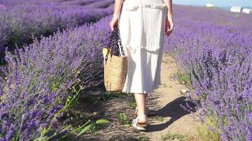 Woman in lavender flowers field at sunset in white dress and hat video