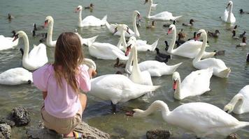 weinig meisje zittend Aan de strand met zwanen video