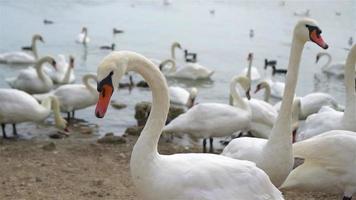hermosos cisnes blancos y patos en el lago video