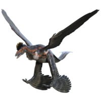 Microraptor dinosaur isolated on transparent png