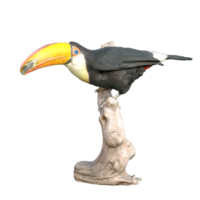 toucan isolated on transparent png