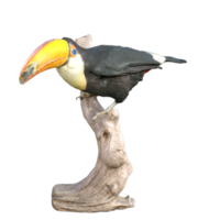 toucan isolé sur transparent png