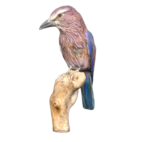 pájaro en un de madera cerca png