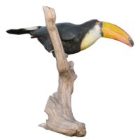 toucan isolé sur transparent png