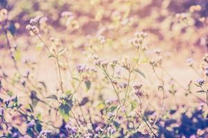 Meadow flowers plants and sunlight in outdoor. Vintage style. photo