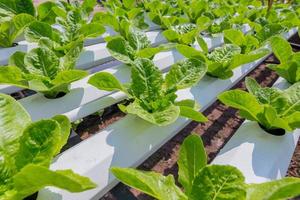 Green lettuce cultivation on hydroponic technology photo