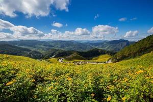 tung bua tong mexicano girasol campo en maehongson provincia a tailandia foto