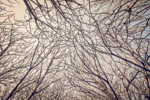 naked branches of a tree against blue sky background photo