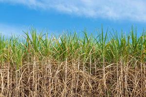 Sugar cane on field agriculture in thailand. photo