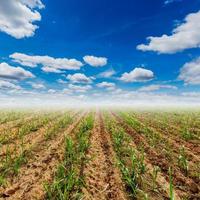 azúcar caña amo y azul cielo con nubes en agricultura campo. foto