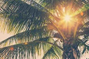 coconut palm tree and sunlight in summer with vintage toned. photo