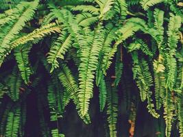 Fern plant and Green leaf in garden background photo