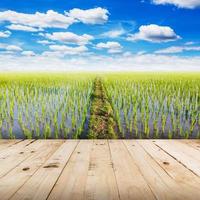 wood tabletop and field rice with blue sky clouds photo