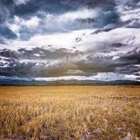 storm clouds and yellow field before rainy photo