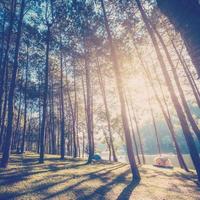 larch forest with sunlight and shadows at sunrise with vintage scene. photo