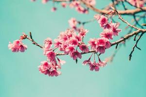 cherry blossom vintage and sotf light for natural background photo