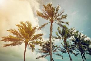 coconut palm tree and blue sky with vintage tone. photo