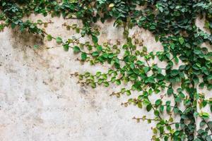 Green creeper plant on cement wall beautiful background photo