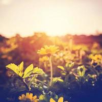 Vintage of photo  flowers yellow and plants in sunset