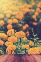 Yellow Marigold Flower with wood table In Garden. photo