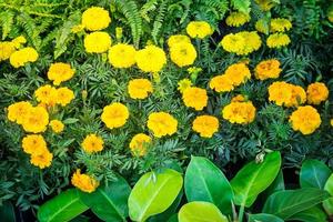 marigold flowre on bed in garden photo