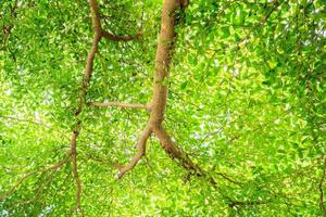 verde hoja rama para natural antecedentes con espacio foto