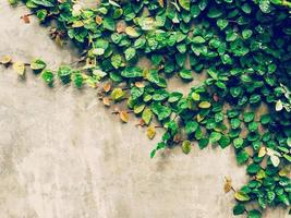 green ivy plant on cement wall background with space. photo