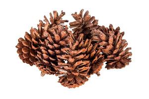 close up pine cone group on isolated white, clipping path. photo