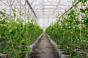 flied watermelon in greenhouse photo