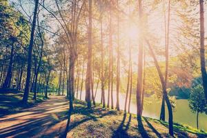 pino árbol bosque con luz de sol y oscuridad a amanecer con Clásico escena. foto