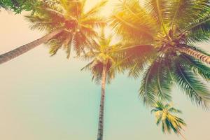 Coconut palm tree with vintage effect. photo