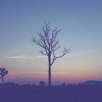 tree silhouette and twilight with vintage effect photo