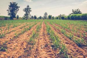 Sugar cane on field agriculture in thailand. photo