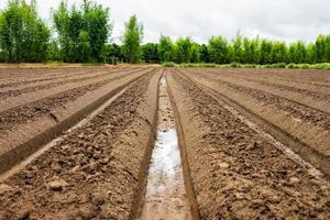 preparation soil in greenhouse  for cultivation vegetable photo