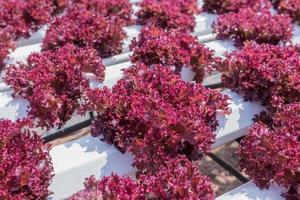 Red lettuce cultivation on hydroponic technology photo