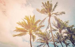 Coconut palm on sea beach with vintage effect. photo