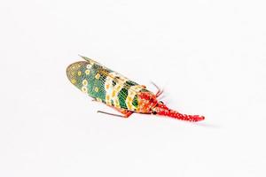 Lantern Fly isolated on white background photo