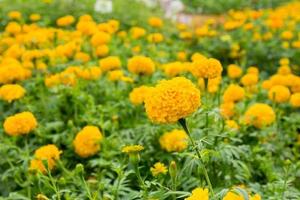 cerca arriba amarillo maravilla flor en jardín. foto