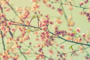 cherry blossom vintage and sotf light for natural background photo