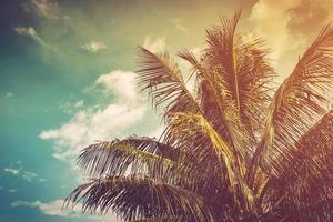coconut palm tree and sky in summer with vintage toned. photo