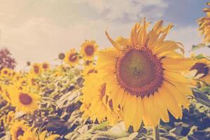 sunflower on filed and sunlight with vintage tone. photo