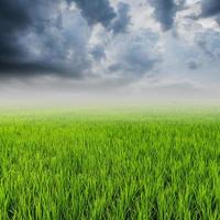 arroz campo y nubes de lluvia con espacio foto