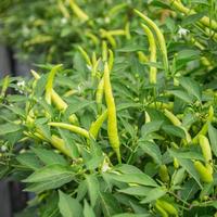 close up green pepper or green chili in field. photo