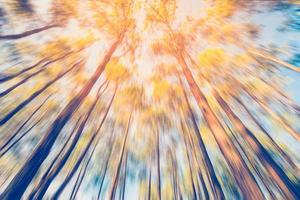 abstract blurred pine tree with sunlight. Vintage style photo