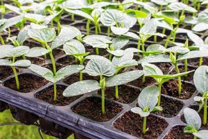 cucumber seedling on tray in greenhouse. photo