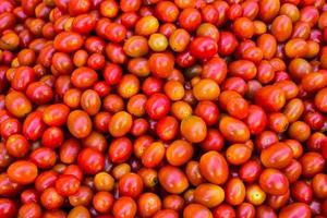 tomato harvest for produce  of agriculture photo