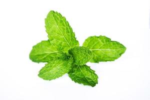pepper mint on isolated white background photo