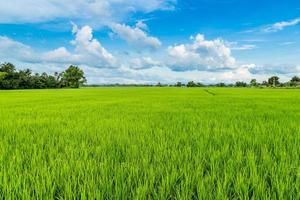 paddy rice and rice field with blue sky photo